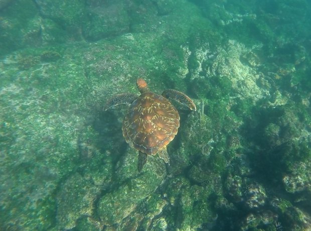 Screen Shot 2015-02-08 at 5.05.38 pm_1